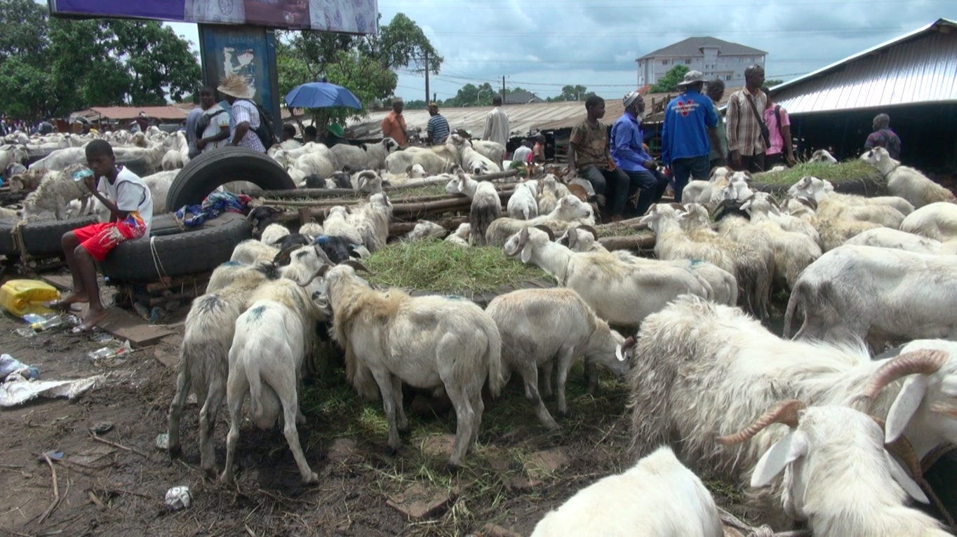 Vidéo - Sénégal - La fête du mouton