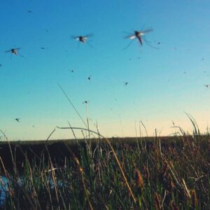 Vidéo - Rwanda : Des drones contre la malaria