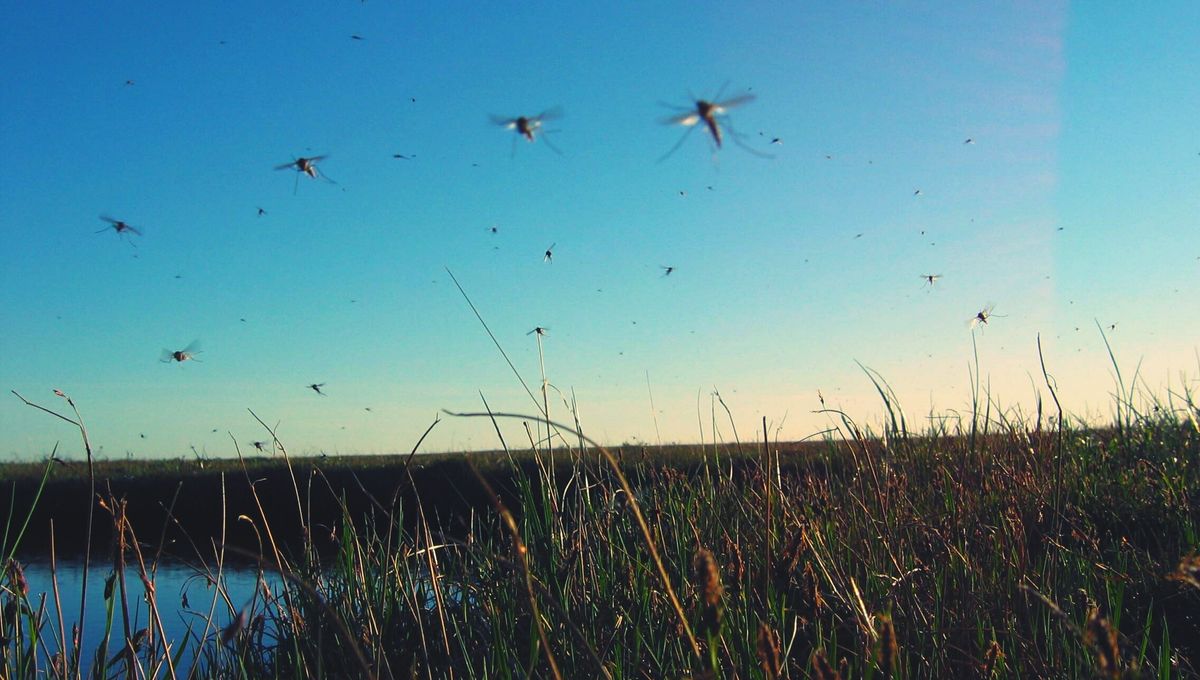 Vidéo - Rwanda : Des drones contre la malaria