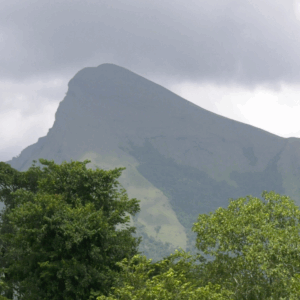 Documentaire : La biodiversité au coeur du mont Nimba